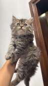 Chatons Chinchilla Persans – 2 mois et 2 semaines