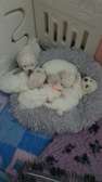 Magnifique chiots bichon maltais