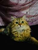 Adorable Chaton British Long Hair