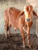 Taurillon Sindhi