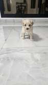 À VENDRE – PETIT BICHON MALTAIS FEMELLE
