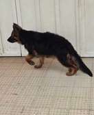 Berger Allemand femelle 4mois