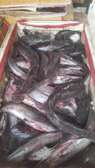 POISSONS MACHOIRONS CLARIAS