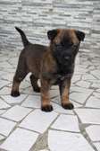 Berger malinois charbonné grand gabarit