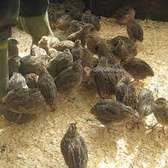 Carton de 25 cailleteaux de 15 jours