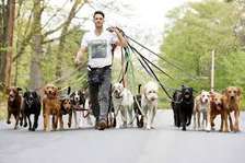 Promeneur de chiens professionnel