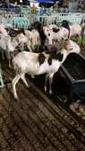 Mouton Tabaski