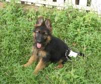 chiot berger allemand