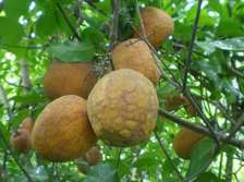 Vente de madd venant de la Casamance