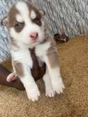 Husky chiot aux yeux bleus pur sang