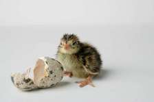 Poussins caille