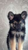Berger allemand