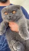 Chaton scottish fold (5mois)