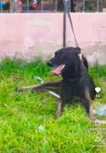 FEMELLE MALINOIS PURE RACE