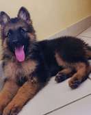 Berger Allemand grand gabarit poil long
