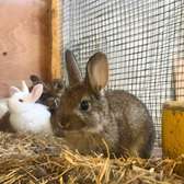 Paire de lapin GDF disponible