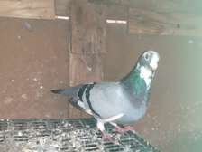 Pigeon manton à vendre