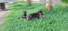 Chiots berger allemande
