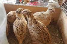 Tablette Oeuf Cailles  Barquet Caille