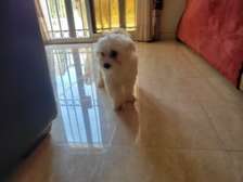 Chien de salon