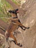 Berger malinois