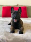 Excellents chiots berger belge malinois