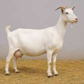 Chevre laitiere
