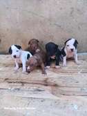 Pitbull terrier