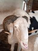 Mouton landoum
