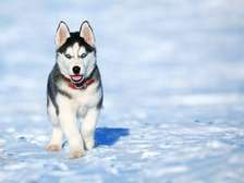 Chiot Husky Sibérien provenance BERLIN