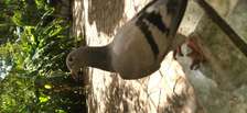 Pigeon voyageur