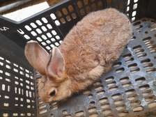 Lapin mâle adulte métisse fauve de Bourgogne
