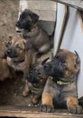 Berger malinois