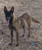 Berger Malinois