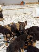Chiot berger allemand