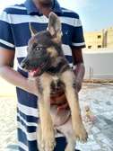 Chiot berger allemand a vendre
