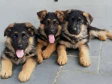 Vente magnifiques chiot berger allemand