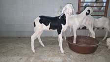 Agnelle (femelle) ladoum de 2 mois