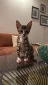 À adopter gratuitement