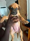Chiot Boerboel