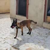 Berger malinois
