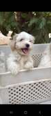 Chiots bichon maltais mâle