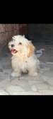 Chiots bichon maltais mâle