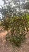 TERRAIN DE 18000M2 A NGERIGNE