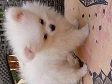 Pomeranien