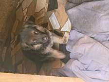 Chiots a vendre