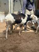 Mouton tabaski