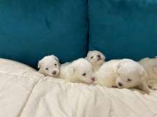 Bichon maltais