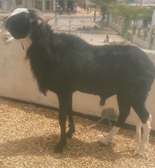 Vente Flash mouton Tabaski