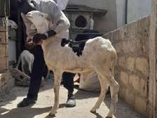 Moutons Ladoum